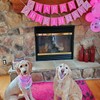 Suministros para Fiesta para Perro, Bandana de Cumpleaños para Perro,