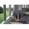 2 6" Lavender Bunches - 2 Bunches - 6" Long