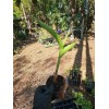 Parrot's Beak Heliconia psittacorum Live Plant Orange Rooted