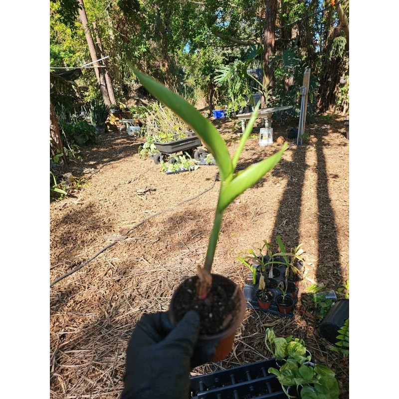 Parrot's Beak Heliconia psittacorum Live Plant Orange Rooted