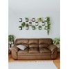 Daniel's Plants Indoor Plant Wall Gallery Shelf Kit | Midcentury