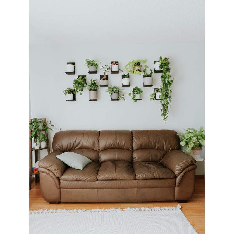 Daniel's Plants Indoor Plant Wall Gallery Shelf Kit | Midcentury
