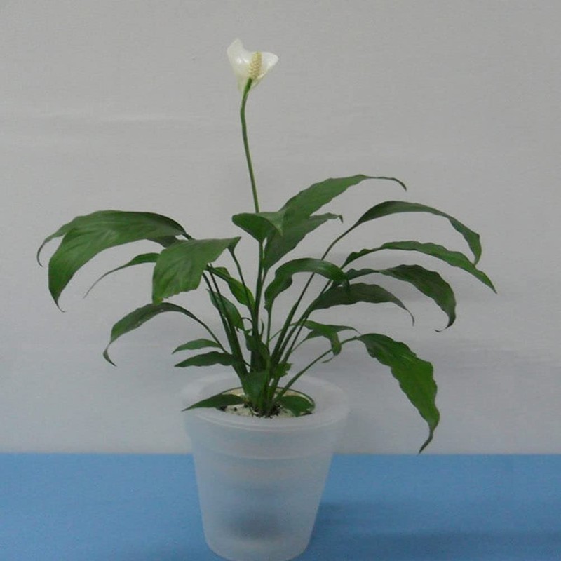 Happyyami Solar Powered Flowerpot Glow in The Dark Planters Led