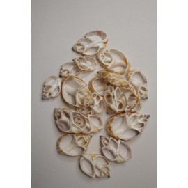 200pc Natural Babylon Spirata Seashells, Sliced Center Cut, 1.25-2 inches, Rusty Tan and Cream Colors, Sailors Valentines, Beach Decor, CS-96