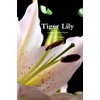 Tiger Lily