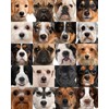 Dog Heads Collage 504 Piece Jigsaw Puzzle 16" X 20"