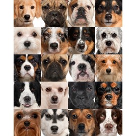 Dog Heads Collage 504 Piece Jigsaw Puzzle 16" X 20"