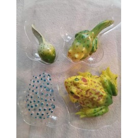 Insect Lore Frog Life Cycle Insect Lore