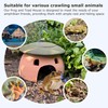 Terracotta Reptile Cave with Green Lid - 8 * 6