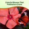 Outsidepride Papaya Periwinkle Seeds for Planting – 100 Pcs Annual,
