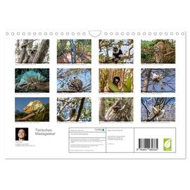 Tierisches Madagaskar (Wandkalender 2026 DIN A4 quer), CALVENDO Monatskalender
