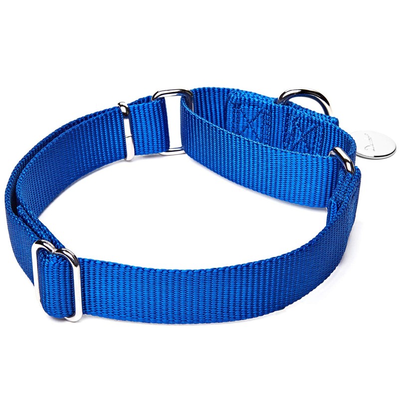 Dazzber Martingale Collar, Medium, Royal Blue, Neck 14 Inch -21