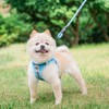 BEAUTYZOO Small Dog Harness and Leash Set,Step in No Choke