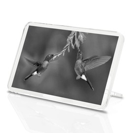 1 x Fridge Magnet - Hummingbirds Wildlife Small Bird #37563