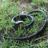 Homdipoo Realistic Fake Rubber Toy Snake Black Fake Snakes That