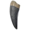 TENET - FOSSILI (TENTE DI TYRANNOSAURUS REX T-REX 13 CM