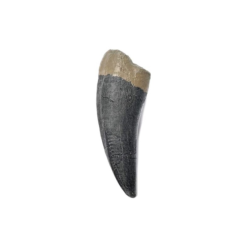 TENET - FOSSILI (TENTE DI TYRANNOSAURUS REX T-REX 13 CM