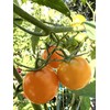 Fresh Organically Grown Gold Medal Heirloom Sweet Tomato 20 Seeds.