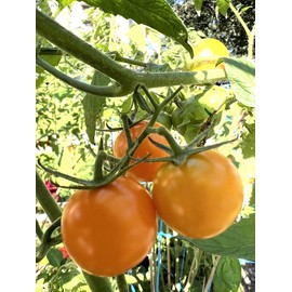 Fresh Organically Grown Gold Medal Heirloom Sweet Tomato 20 Seeds. Fresh Summer 2023*