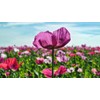 Afghan Poppy Mixed Colors Papaver Pink Purple White Flower 1000