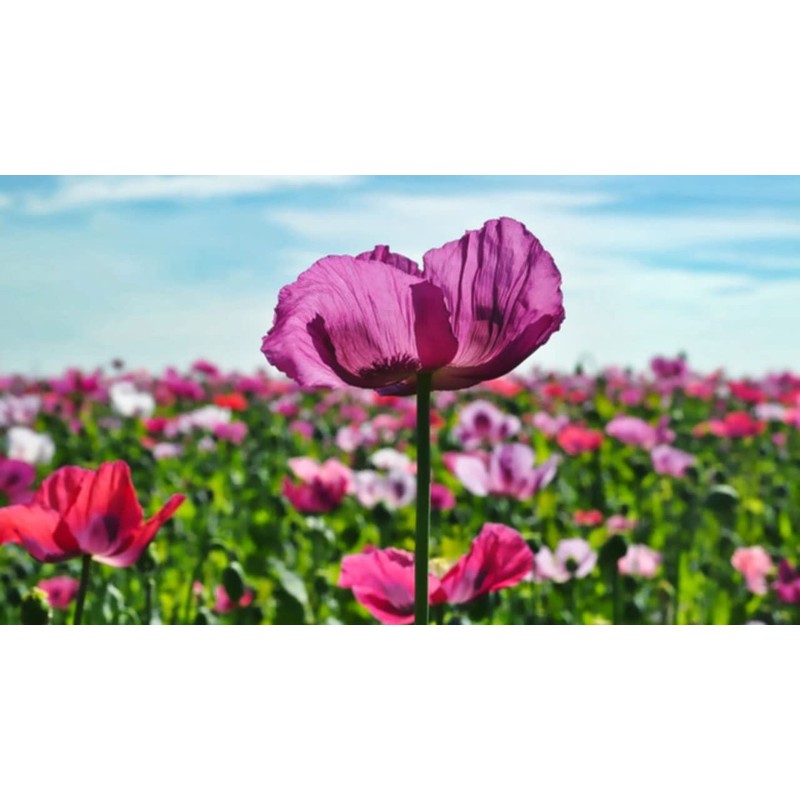 Afghan Poppy Mixed Colors Papaver Pink Purple White Flower 1000