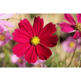 Dwarf Red Cosmos Flower Seeds for Planting, 100+ Heirloom Seeds Per Packet, (Isla's Garden Seeds), Non GMO Seeds, Scientific Name: Cosmos Bipinnatus, Great Home Flower Garden Gift