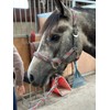 Equipride Braided Headcollar Lead Rope Set Size Full-Shetland Pink/Grey (Cob)