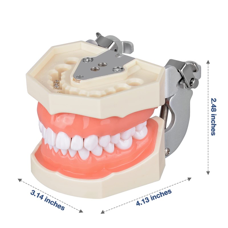 Ultrassist Typodont - Modelo de dientes con 28 dientes extraíbles,