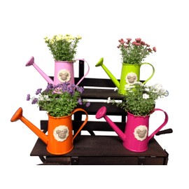 Hoz Baby's Breath in Watering Can Set of 4