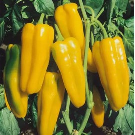 50PCS Golden Marconi Sweet Pepper Seeds Garden Vegetable Seeds Heirloom