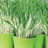 Outsidepride Cat Grass Variegated - 500 Seeds