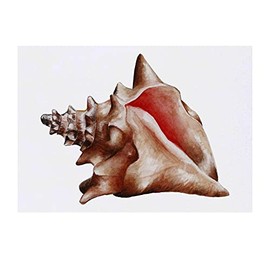 'Conch Shell' Temporary Tattoo - Water Resistant, Skin-Safe, Non-Toxic Transfer (TO00048912)