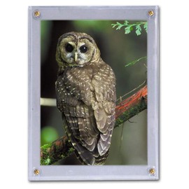 BCW 1-5X7-SD Bcw 5X7 Photo Screwdown Holder