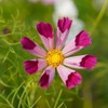 Cosmos Seeds - Seashells Mix - Packet - Pink/White/Red Flower