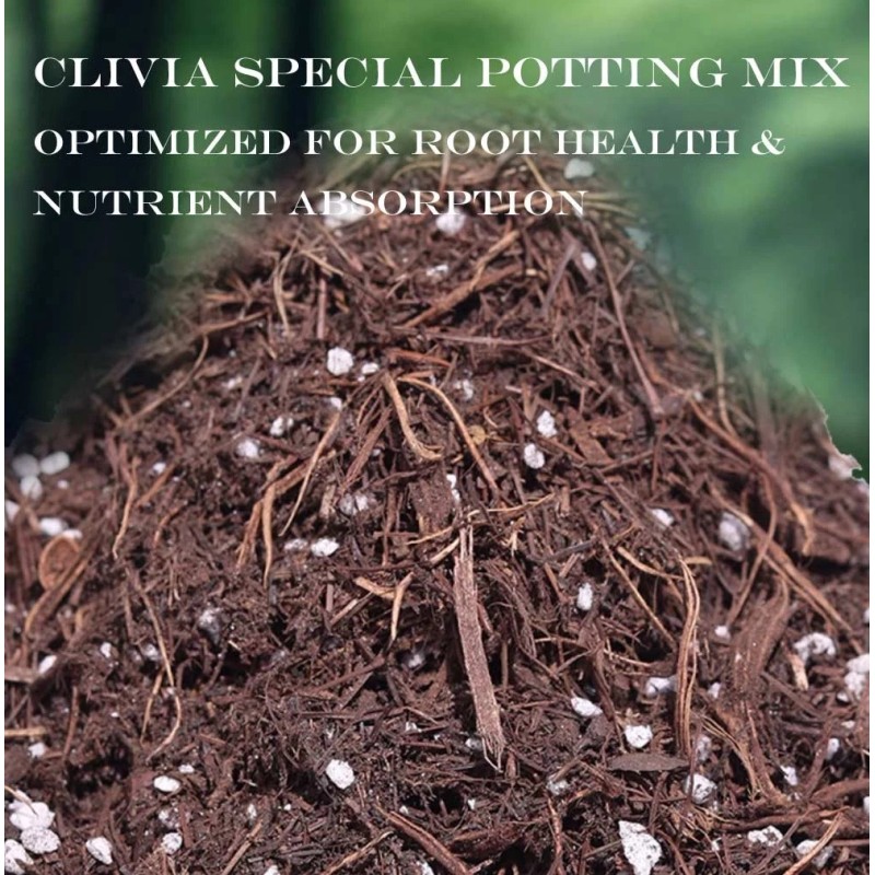 Soil Sunrise Special Nutrient Soil for Clivia Potting Soil Mix,