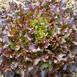 Red Salad Bowl Loose Leaf Lettuce 600 - 16,000 Seeds Fresh Heirloom Beautiful (8000)