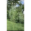 RLH 80 Austree Hybrid Willow Tree Thin Cuttings Fresh Cut