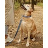 TagME Reflective Nylon Dog Collars, Adjustable Classic Dog Collar with