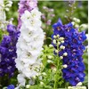 Rocket Larkspur Mixed Seeds