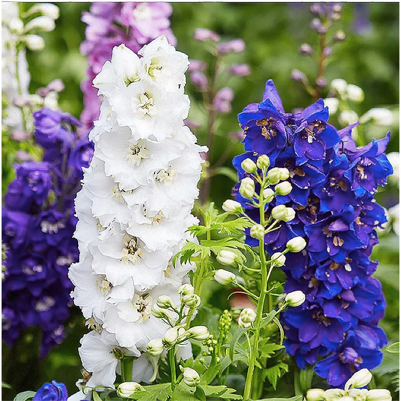 Rocket Larkspur Mixed Seeds