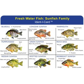 Express Yourself Sunfish Family Ident-I-Card - Freshwater Fish Identification Card