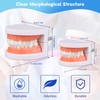Standard Dental Study Model - Adult Simulation Teeth Model Display,