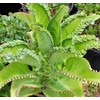 Mother of Thousands Kalanchoe (Medium Adult)