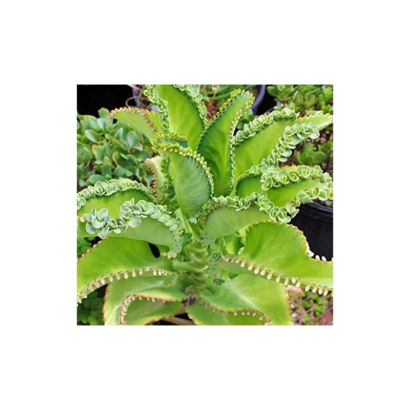 Mother of Thousands Kalanchoe (Medium Adult)