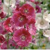 Hollyhock Seeds - Indian Spring Mix - 60" Tall with