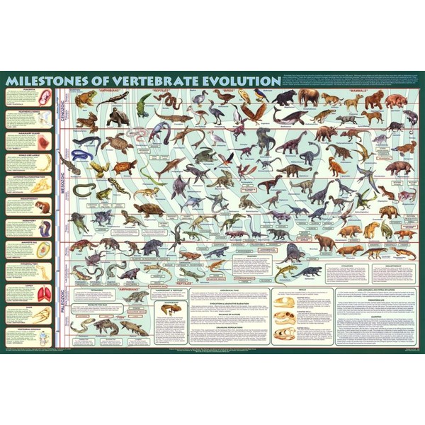 Laminated Milestones of Evolution Vertebrate Poster 24x36