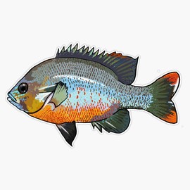 Redbreast Sunfish Bumper Sticker Vinyl Decal 5"