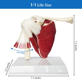 Human Shoulder Joint Model with Muscle Anatomical Model for Medical Teaching Learning Display