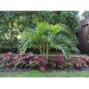 Caladium Red Flash,(10 Bulbs) Thrives in Heat and Humidity, Elephant