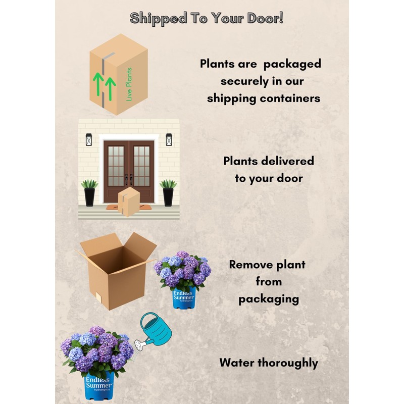 Endless Summer Hydrangea Bloomstruck, 1 Gallon
